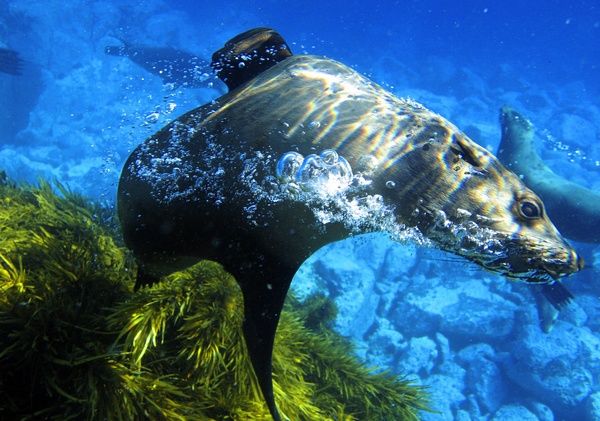 seal with bubbles